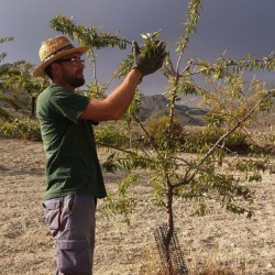 Late July / Early Sept is Almond gathering