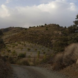 The view of almond orchards in the distance