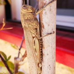 Egyptian locust