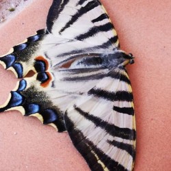 Spanish Swallowtail Butterfly