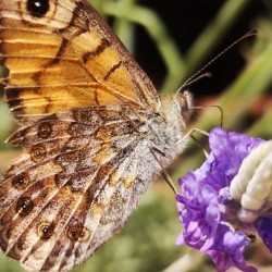 Wall Brown Butterfly