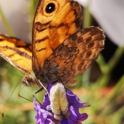 Wall Brown Butterfly