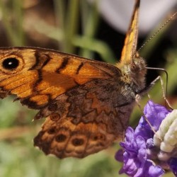 Wall Brown Butterfly