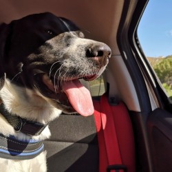 On his first road trip - inside the car