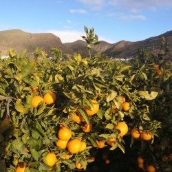 The view from our garden, we get to drink these!