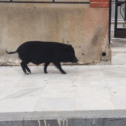 Baby pig walking through the village